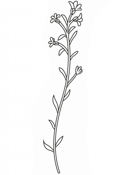 Wildflower coloring page image