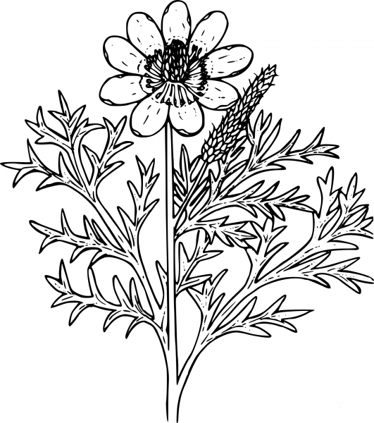 Wildflower coloring page image