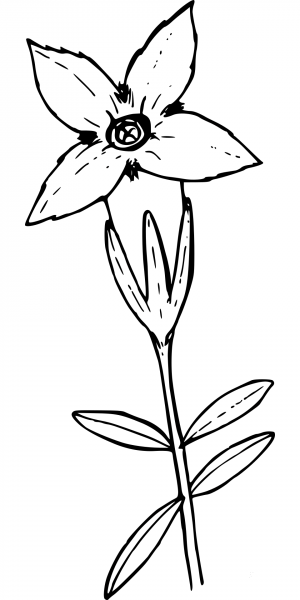 Wildflower coloring page image