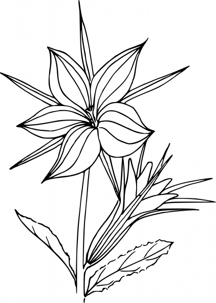 Wildflower coloring page image