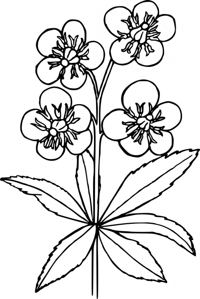 Wildflower coloring page image