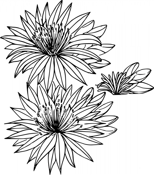 Wildflower coloring page image