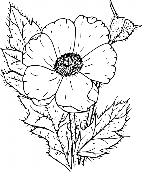 Wildflower coloring page image