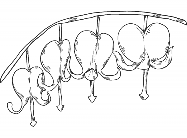 Wildflowers coloring page image