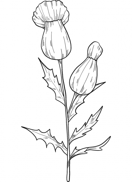 Wildflowers coloring page image
