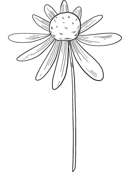 Wildflowers coloring page image