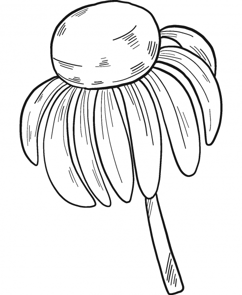 Wildflowers coloring page image