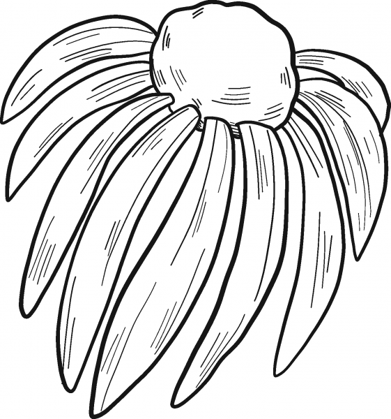 Wildflowers coloring page image