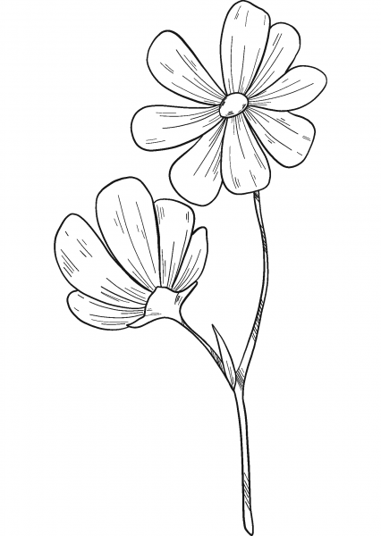 Wildflowers coloring page image