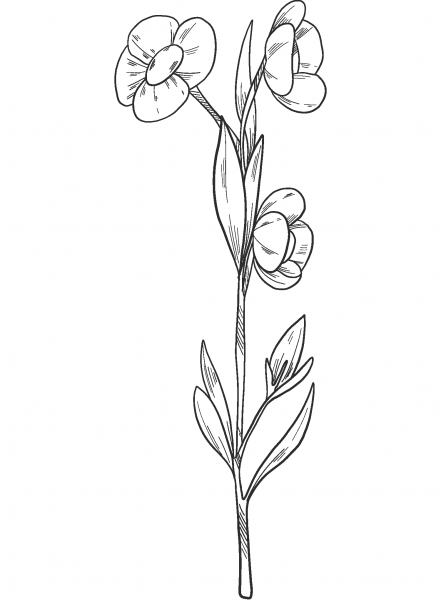Wildflowers coloring page image