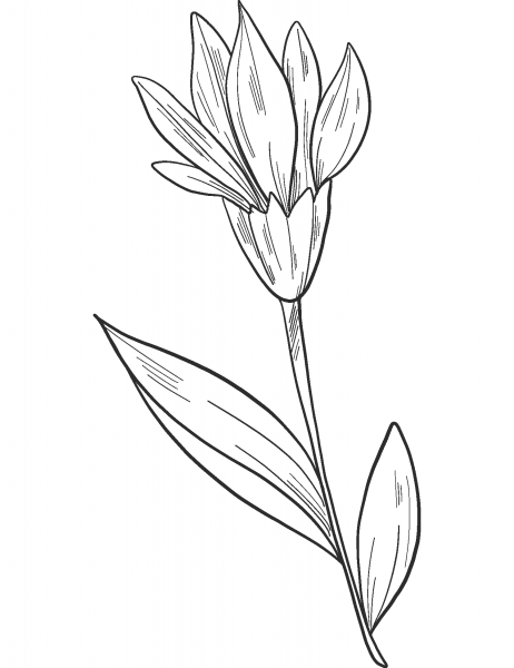 Wildflowers coloring page image