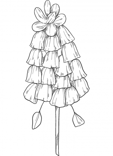 Wildflowers coloring page image
