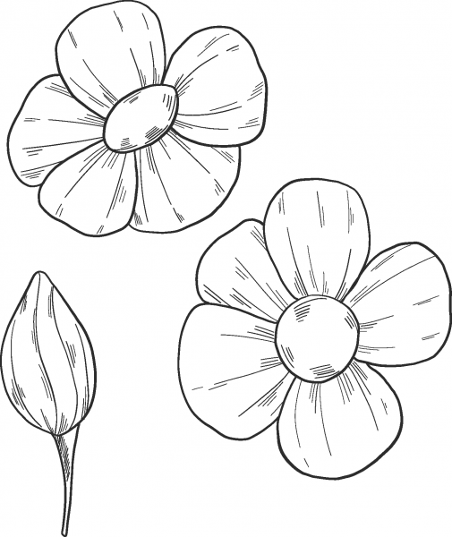 Wildflowers coloring page image