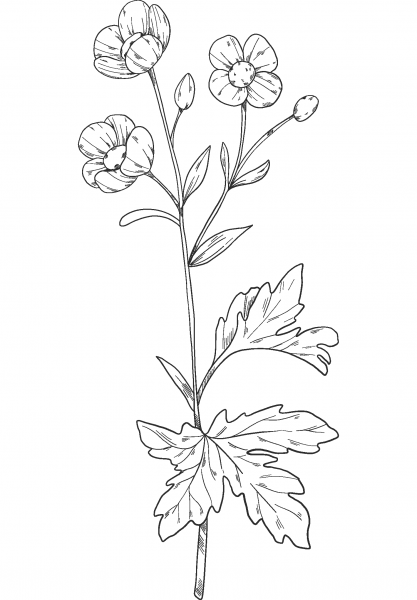 Wildflowers coloring page image