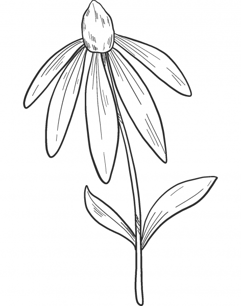 Wildflowers coloring page image
