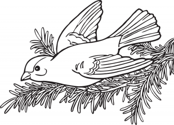 Willow Goldfinch coloring page image