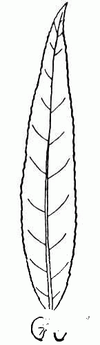 Willow Leaf coloring page image