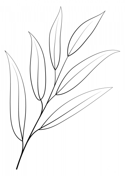 Willow Oak Leaf coloring page image