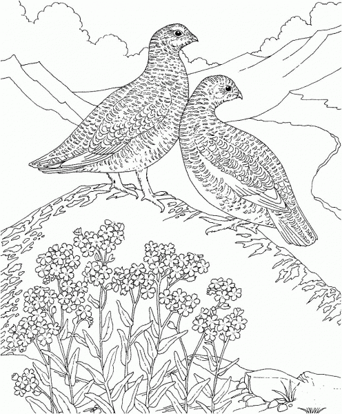 Willow Ptarmigan and Forget me Not Flowers Alaska Bird and Flower coloring page image