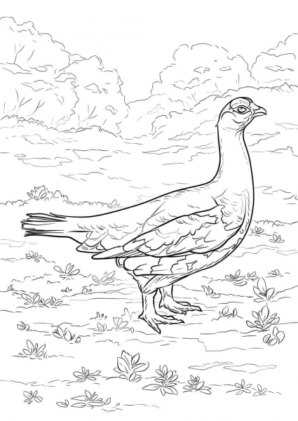 Willow ptarmigan coloring page image