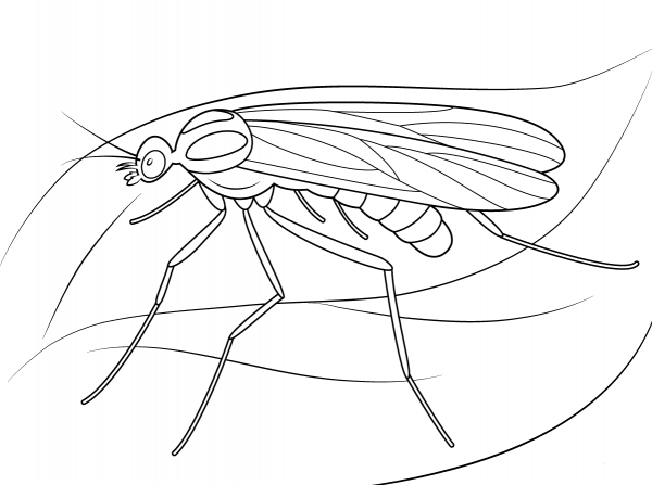 Window Gnat coloring page image