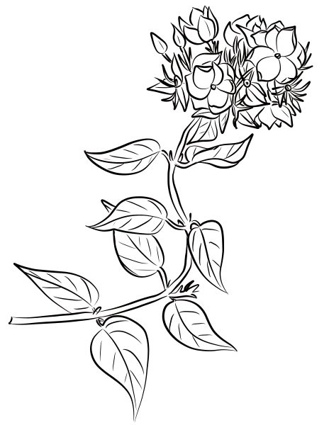 Winter Jasmine (Jasminum Multiflorum) coloring page image