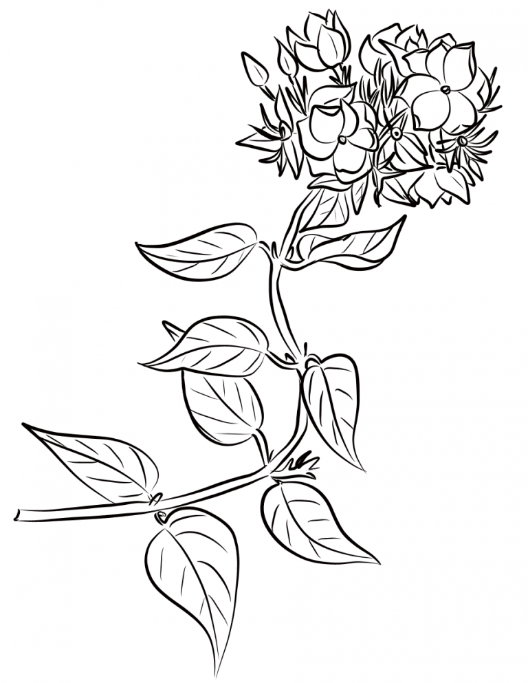 Winter Jasmine (Jasminum Multiflorum) coloring page ColouringPages