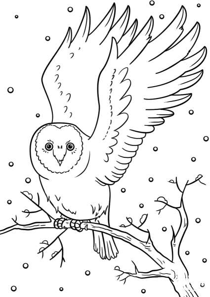 Winter Owl coloring page image