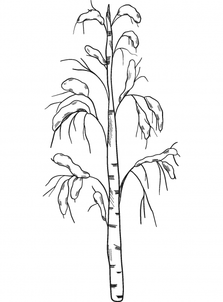 Winter Tree coloring page image