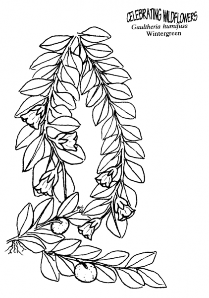 Wintergreen coloring page image