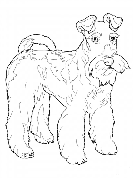 Wire Fox Terrier coloring page image