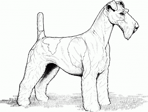 Wire Fox Terrier coloring page image