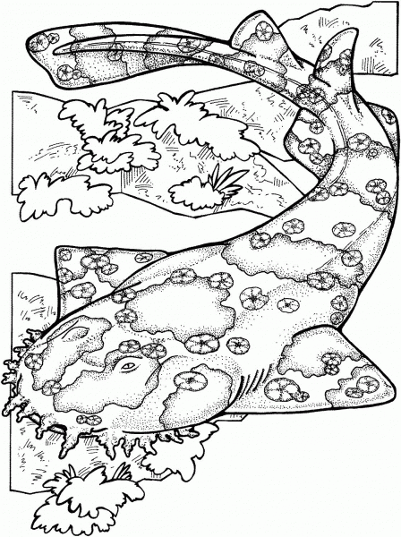 Wobbegong Shark coloring page image