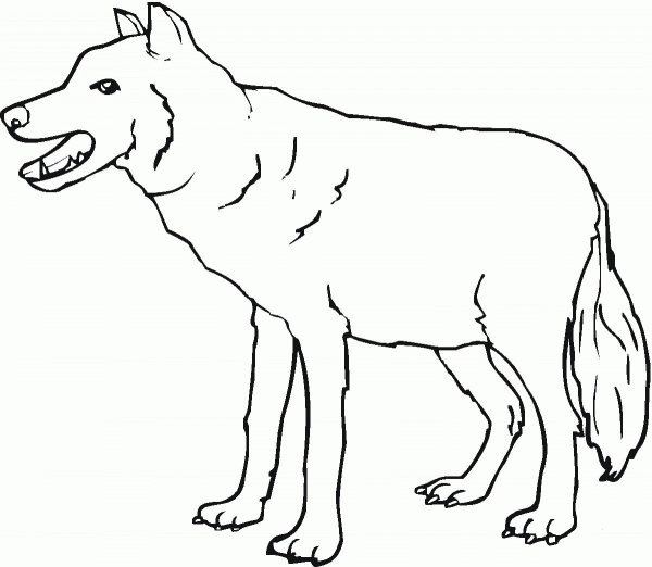 Wolf coloring page image