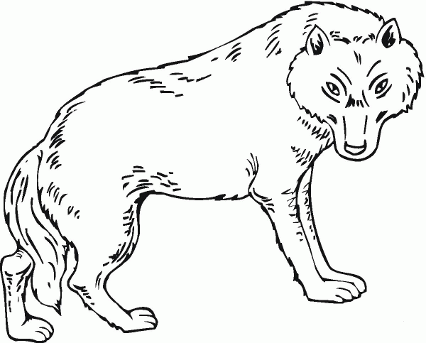 Wolf is looking at you coloring page image