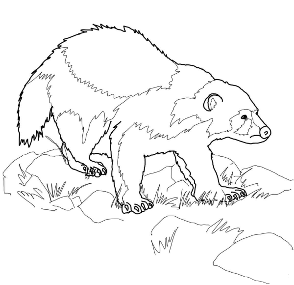 Wolverine Animal coloring page image