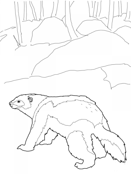 Wolverine Carcajou coloring page image