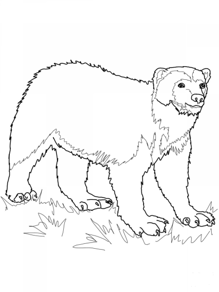 Wolverine coloring page image
