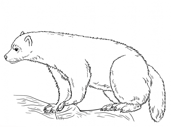 Wolverine coloring page image