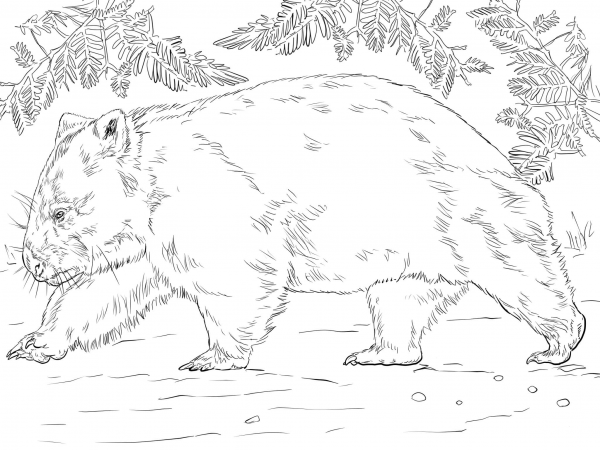 Wombat Bear coloring page image