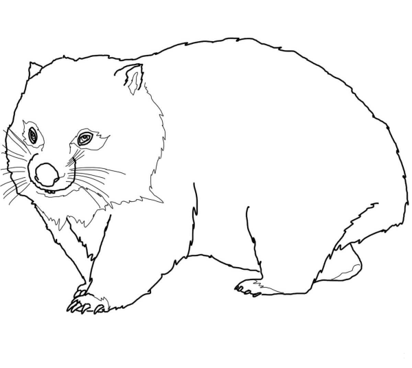 Wombat coloring page image