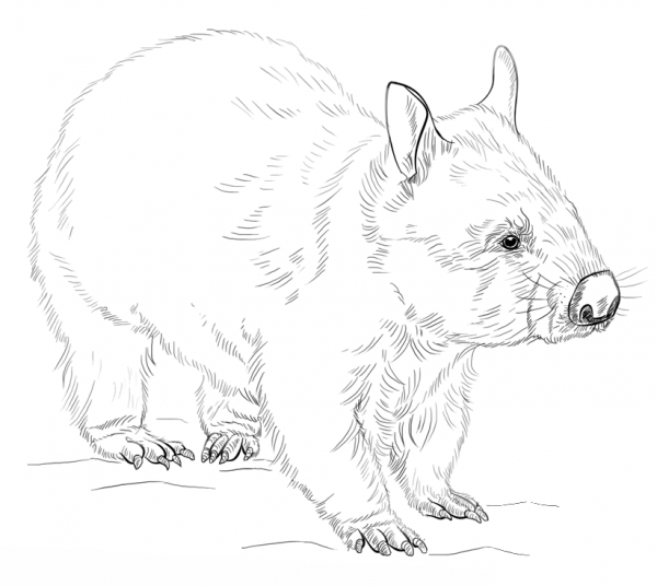 Wombat coloring page image