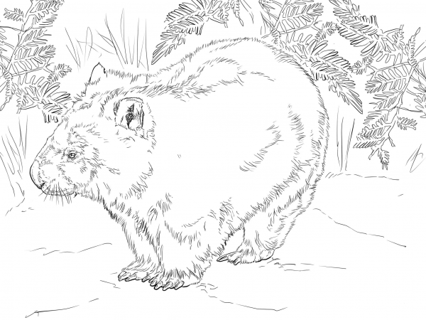 Wombat from Australia coloring page image