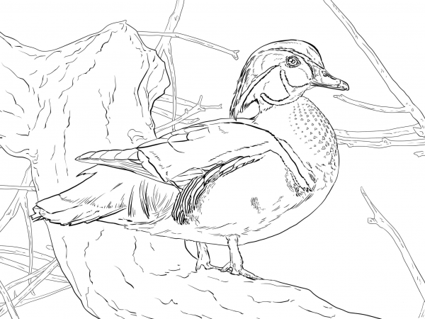 Wood Duck Drake coloring page image