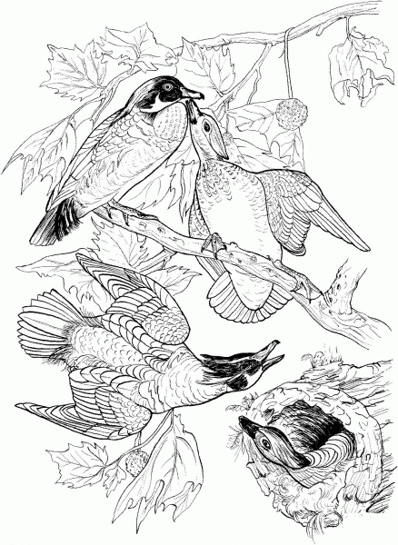 Wood Ducks coloring page image