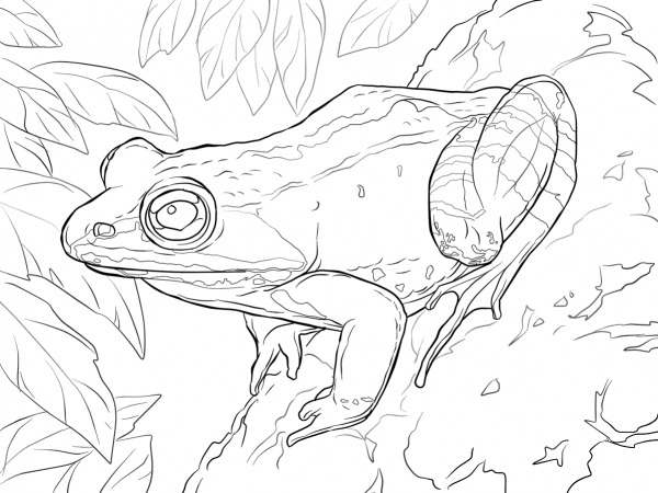 Wood Frog coloring page image