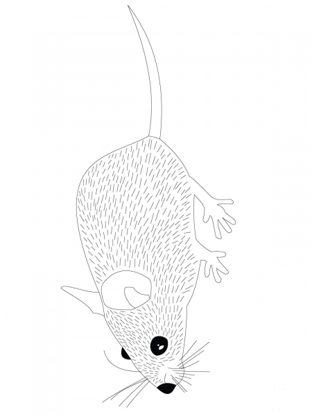 Wood Mouse coloring page image