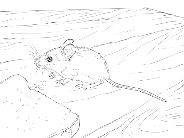 Wood Mouse coloring page image