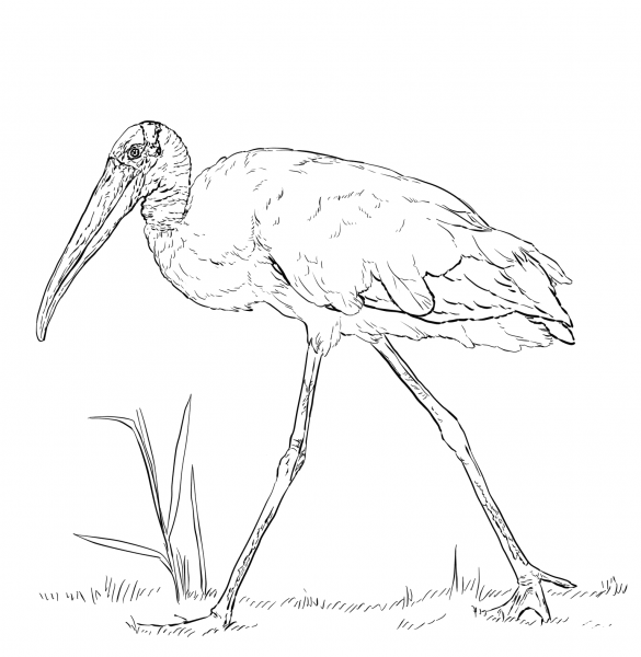 Wood Stork coloring page image