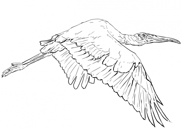 Wood Stork in Flight coloring page image